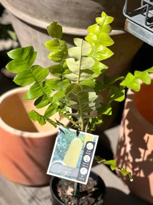 Banksia grandis