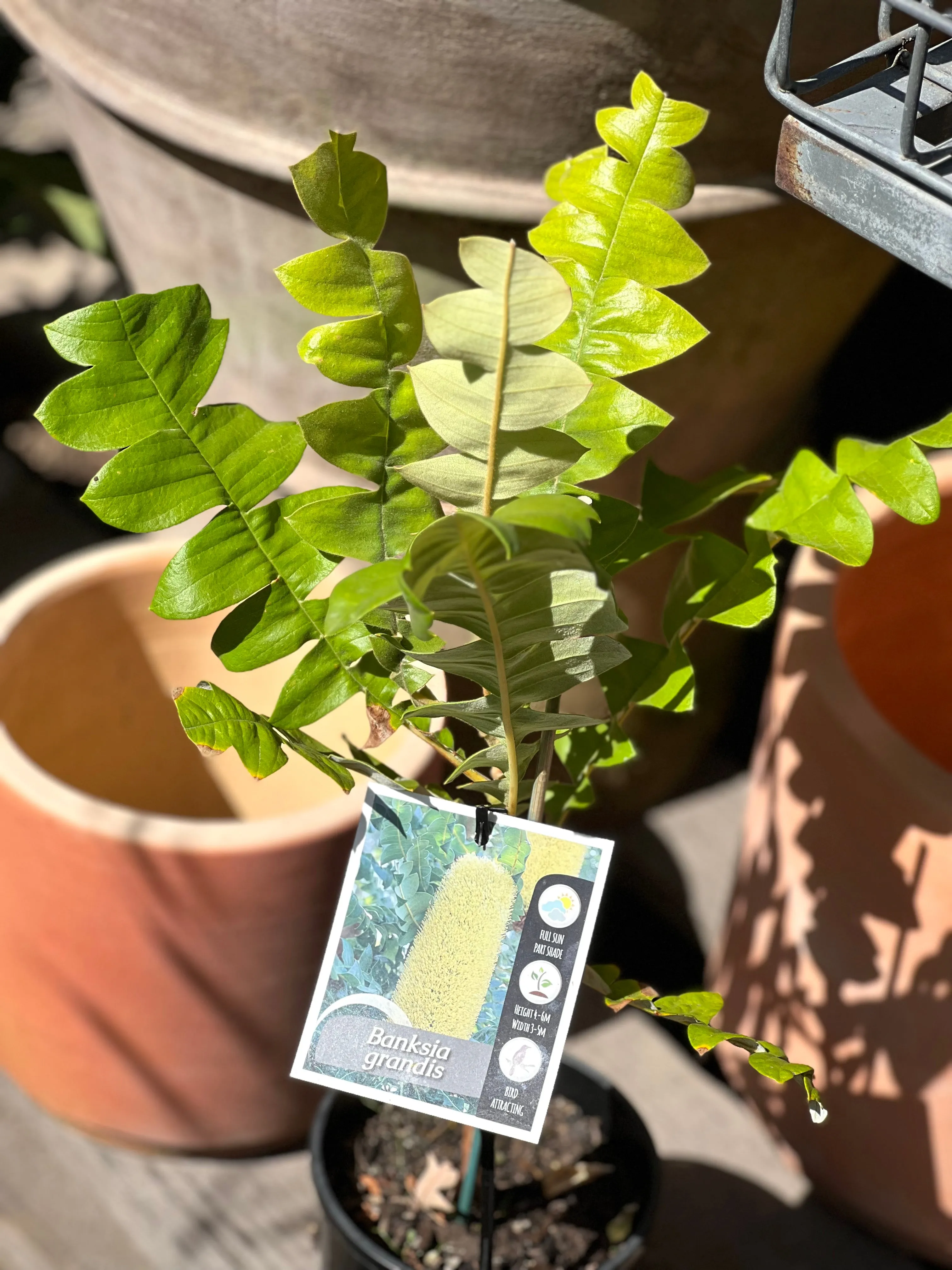 Banksia grandis