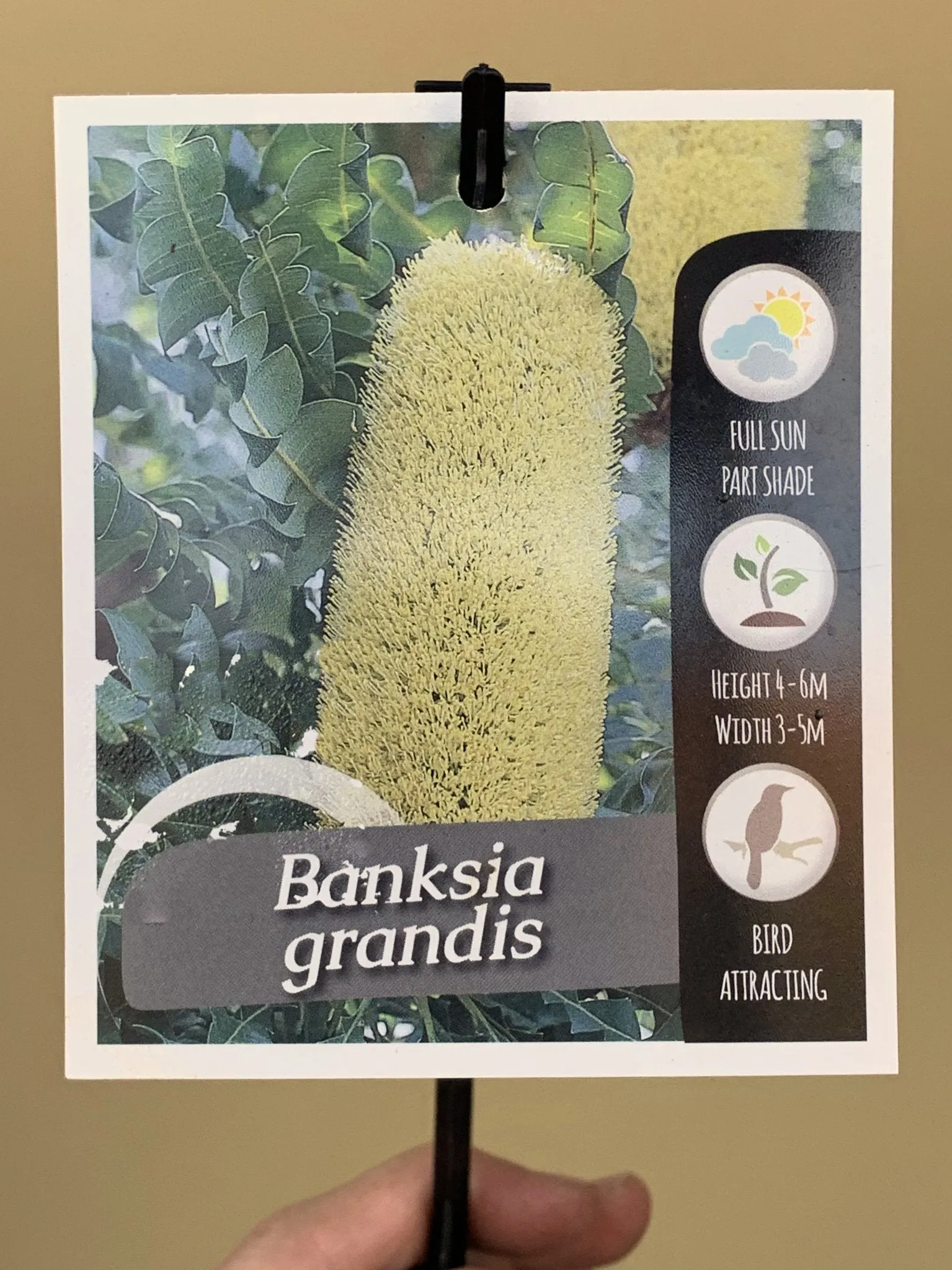 Banksia grandis