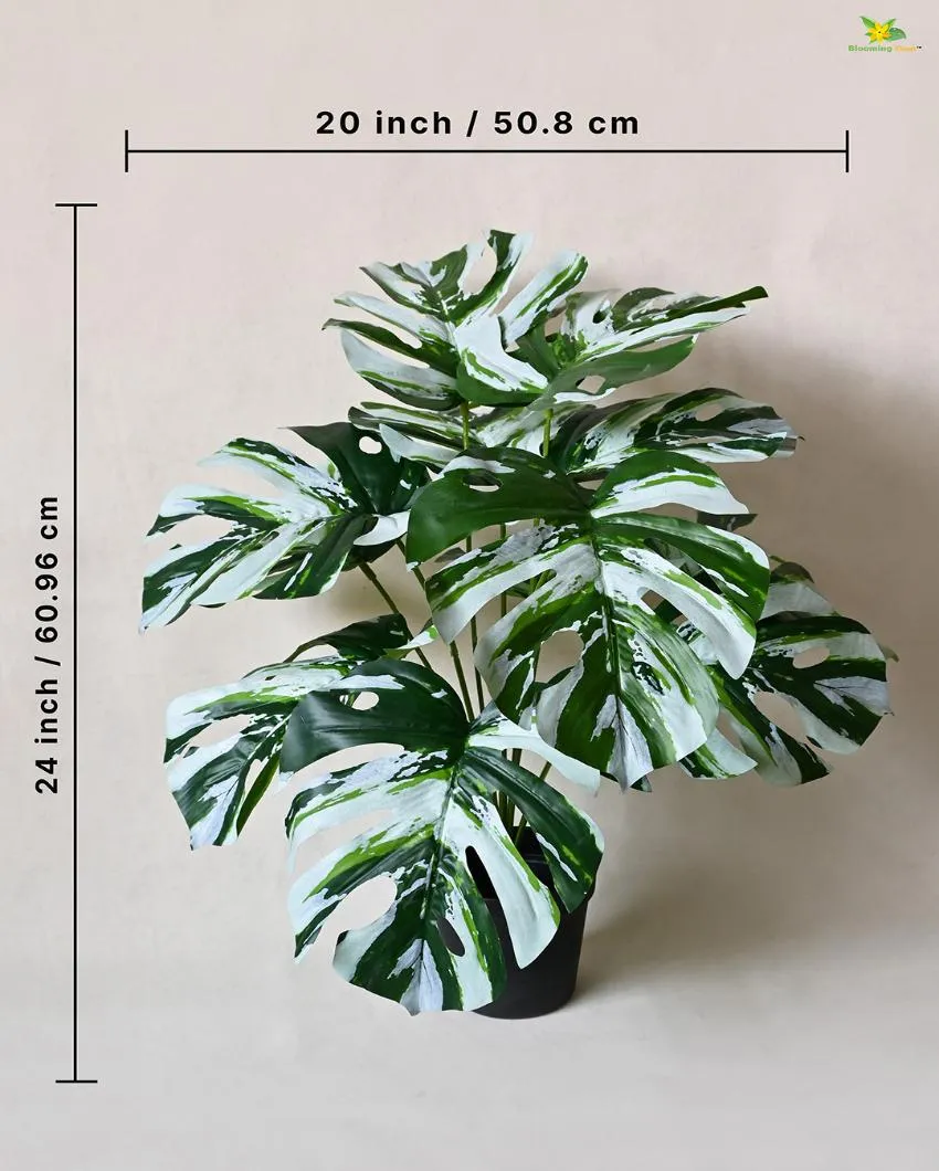 Durable Monstera Artificial Polyester Plant with Pot | 12 Leaves | 2 feet