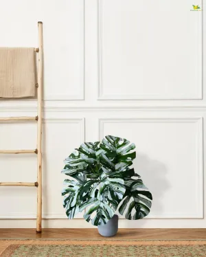 Durable Monstera Artificial Polyester Plant with Pot | 12 Leaves | 2 feet
