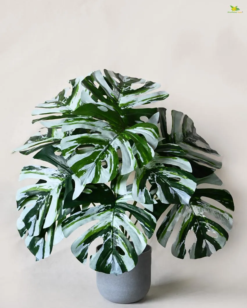 Durable Monstera Artificial Polyester Plant with Pot | 12 Leaves | 2 feet