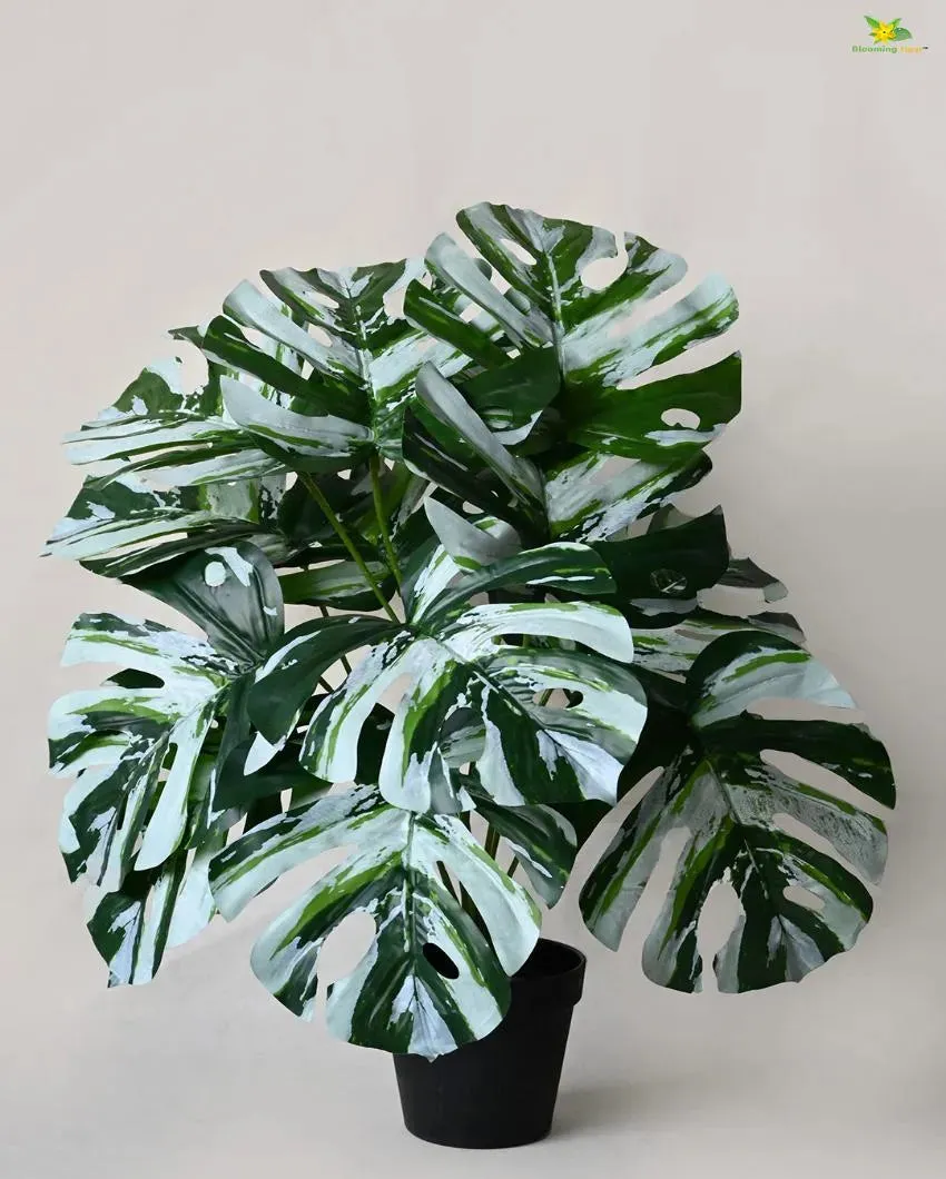 Durable Monstera Artificial Polyester Plant with Pot | 12 Leaves | 2 feet