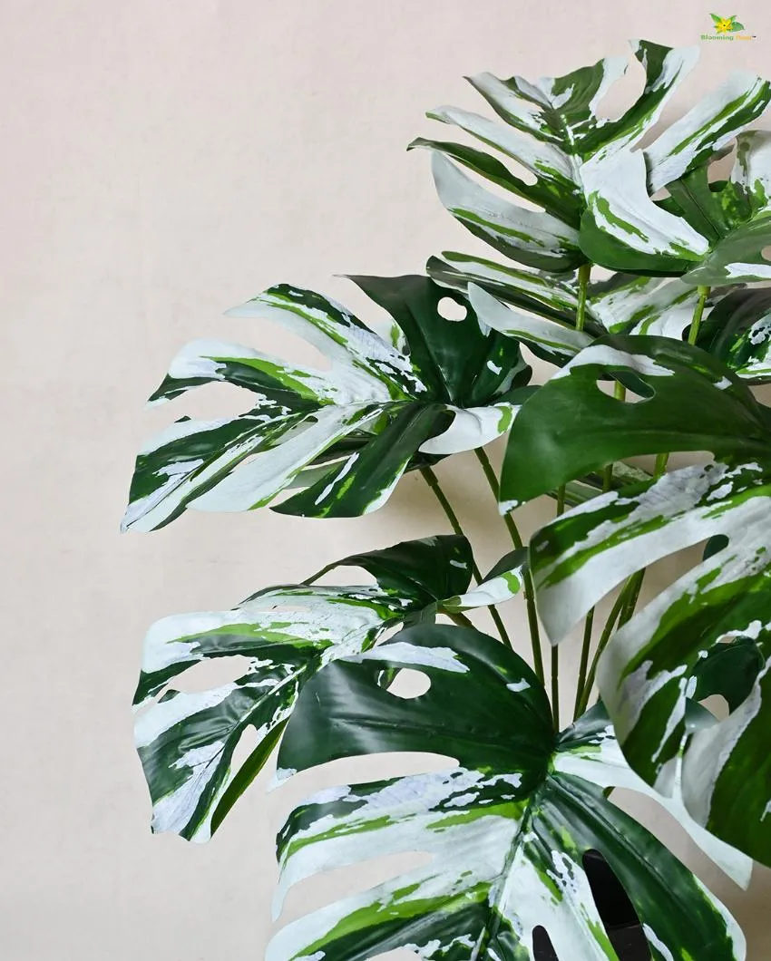 Durable Monstera Artificial Polyester Plant with Pot | 12 Leaves | 2 feet