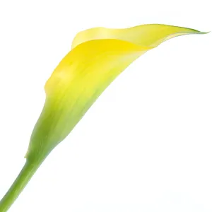 Lemon Yellow Yellow Calla Lily Flower