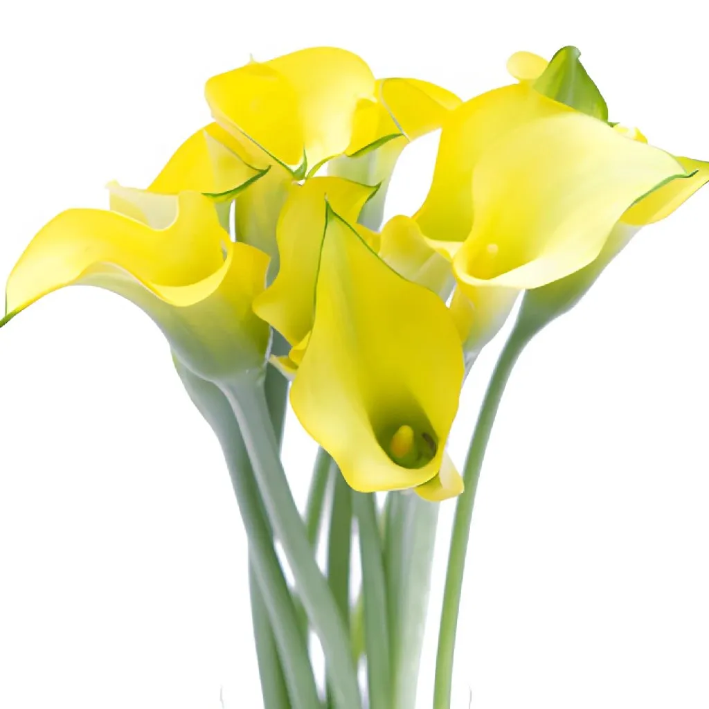 Lemon Yellow Yellow Calla Lily Flower