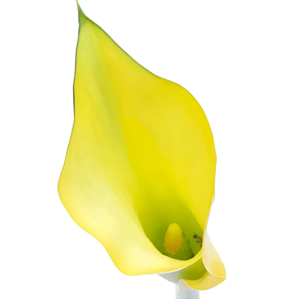 Lemon Yellow Yellow Calla Lily Flower
