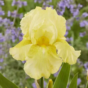 Re-Blooming Bearded Iris - Harvest of Memories