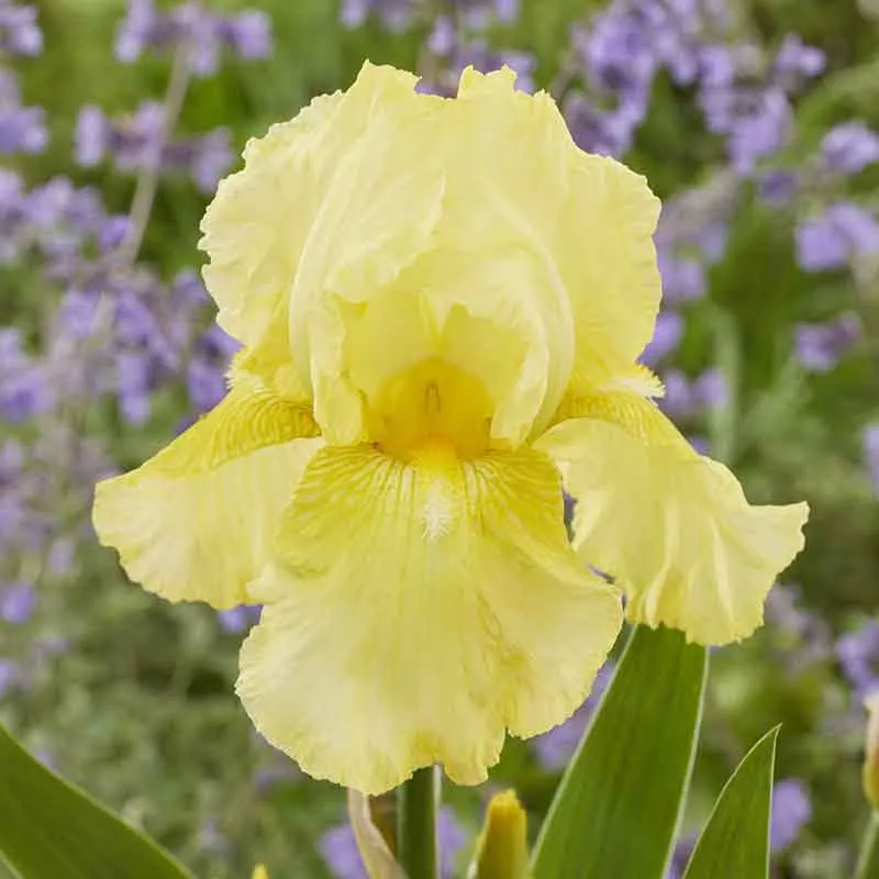 Re-Blooming Bearded Iris - Harvest of Memories