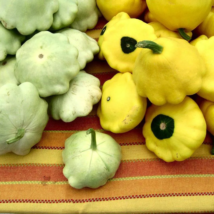 Summer Squash Seeds - Scallop Yellow Bush, ORGANIC